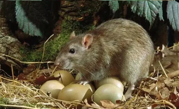 1547087179.jpg 640.webp (2).jpg