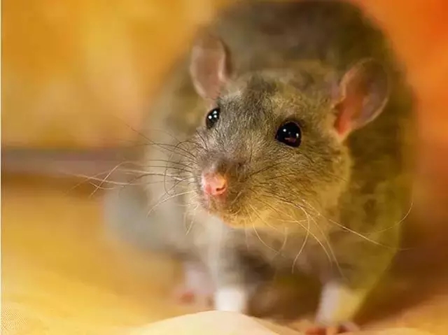 1547087241.jpg 640.webp (6).jpg