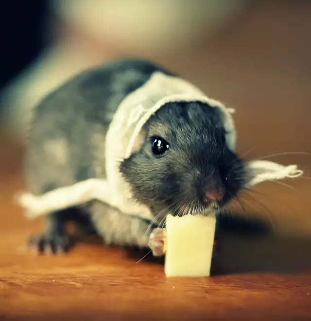 1547087272.jpg 640.webp (9).jpg