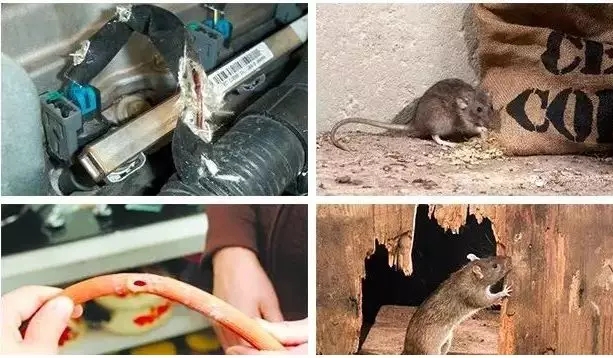 1571881412.jpg 640.webp.jpg