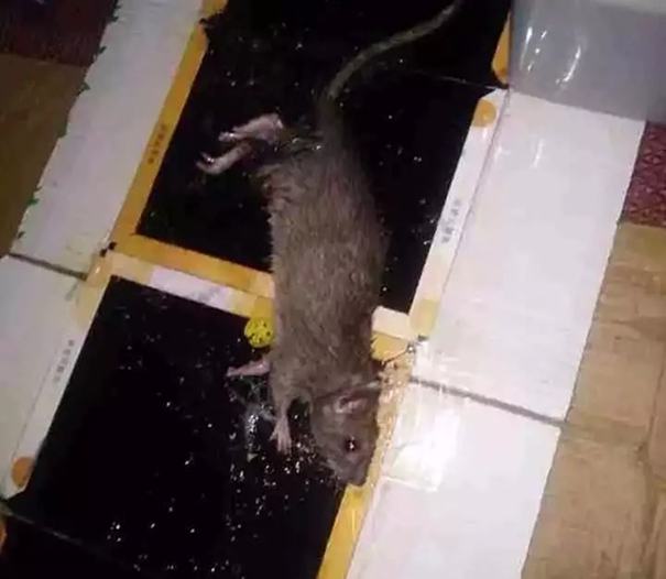 1571882745.jpg 6.jpg